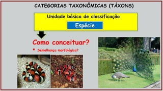 CATEGORIAS TAXONÔMICAS (TÁXONS)
Espécie
Unidade básica de classificação
Como conceituar?
 Semelhança morfológica?
 