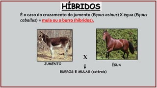 É o caso do cruzamento do jumento (Equus asinus) X égua (Equus
caballus) = mula ou o burro (híbridos).
HÍBRIDOS
X
JUMENTO ÉGUA
BURROS E MULAS (estéreis)
 