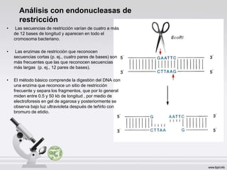 Análisis con endonucleasas de
restricción
• Las secuencias de restricción varían de cuatro a más
de 12 bases de longitud y aparecen en todo el
cromosoma bacteriano.
• Las enzimas de restricción que reconocen
secuencias cortas (p. ej., cuatro pares de bases) son
más frecuentes que las que reconocen secuencias
más largas (p. ej., 12 pares de bases).
• El método básico comprende la digestión del DNA con
una enzima que reconoce un sitio de restricción
frecuente y separa los fragmentos, que por lo general
miden entre 0.5 y 50 kb de longitud , por medio de
electroforesis en gel de agarosa y posteriormente se
observa bajo luz ultravioleta después de teñirlo con
bromuro de etidio.
 