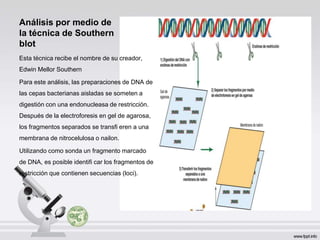 Análisis por medio de
la técnica de Southern
blot
Esta técnica recibe el nombre de su creador,
Edwin Mellor Southern
Para este análisis, las preparaciones de DNA de
las cepas bacterianas aisladas se someten a
digestión con una endonucleasa de restricción.
Después de la electroforesis en gel de agarosa,
los fragmentos separados se transfi eren a una
membrana de nitrocelulosa o nailon.
Utilizando como sonda un fragmento marcado
de DNA, es posible identifi car los fragmentos de
restricción que contienen secuencias (loci).
 