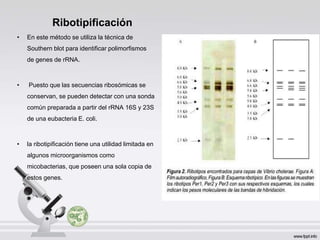 Ribotipificación
• En este método se utiliza la técnica de
Southern blot para identificar polimorfismos
de genes de rRNA.
• Puesto que las secuencias ribosómicas se
conservan, se pueden detectar con una sonda
común preparada a partir del rRNA 16S y 23S
de una eubacteria E. coli.
• la ribotipificación tiene una utilidad limitada en
algunos microorganismos como
micobacterias, que poseen una sola copia de
estos genes.
 