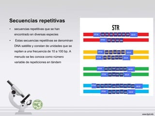 Secuencias repetitivas
• secuencias repetitivas que se han
encontrado en diversas especies
• Estas secuencias repetitivas se denominan
DNA satélite y constan de unidades que se
repiten a una frecuencia de 10 a 100 bp. A
menudo se les conoce como número
variable de repeticiones en tándem
 
