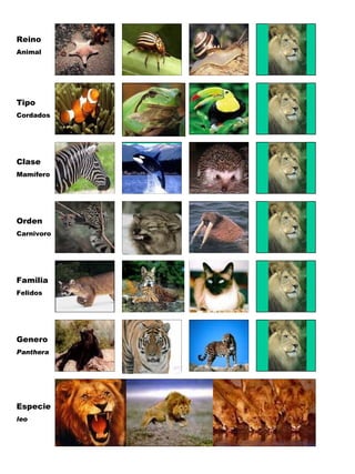 Reino Animal Tipo Cordados Clase Mamífero Orden Carnivoro Familia Felidos Genero Panthera Especie leo 