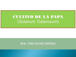 CULTIVO DE LA PAPA
(Solanum Tuberosum)
M.Sc. YURI GALVEZ GASTELU
 