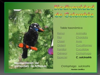 Biodiversidad de Colombia Tabla taxonómica Representación  del  garrapatero  de Antioquia  Crotophagasulcirostris Nombre científico  