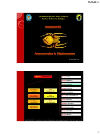 20/02/2016
1
Araneomorphae & Migalomorphae
“Universidad Nacional Pedro Ruíz Gallo”
Facultad de Ciencias Biológicas
TAXONOMÍA
Phylum: ARTHROPODA
Clase:
MEROSTOMATA
Orden: ACARI
Sub-Phylum:
TRILOBITA
Sub-Phylum:
ATELOCERATA
Sub-Phylum:
CHELICERATA
Sub-Phylum:
CRUSTACEA
Clase:
ARACHNIDA
Clase:
PYCNOGONIDA
Orden: AMBLYPYGI
Orden: ARANEAE
Orden: UROPYGI
Orden: OPILIONES
Orden: SOLIFUGAE
Orden: PALPIGRADA
Orden: PSEUDOSCORPIONES
Orden: RICINULEI
Orden: SCHIZOMIDA
Orden: SCORPIONES
BARROWS, EDWARD M. Animal Behavior Desk Reference: A Dictionary of Animal Behavior, Ecology, and Evolution. 3rd ed. U.S.A. CRC Press. 2011. p. 697
 