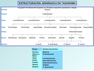 ESTRUCTURACIÓN JERÁRQUICA EN TAXONOMÍA
Rango Nombre taxonómico
Dominio
Phylum o
Reino
Clase
Orden
Familia
Género
Especie
Bacteria
Proteobacteria
γ-Proteobacteria
Enterobacteriales
Enterobacteriaceae
Shigella
S. dysenteriae
 