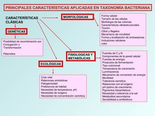 PRINCIPALES CARACTERÍSTICAS APLICADAS EN TAXONOMÍA BACTERIANA
CARACTERÍSTICAS
CLÁSICAS
MORFOLÓGICAS Forma celular
Tamaño de las células
Morfología de las colonias
Características ultraestructurales
Tinción
Cilios y flagelos
Mecanismo de movilidad
Forma y localización de endoesporas
Inclusiones celulares
color
FISIOLOGICAS Y
METABÓLICAS
Fuentes de C y N
Componentes de la pared celular
Fuentes de energía
Productos de fermentación
Tipo nutricional
Temperatura de crecimiento
Luminiscencia
Mecanismo de conversión de energía
Movilidad
Tolerancia osmótica
Relaciones con el oxígeno
pH óptimo de crecimiento
Pigmentos fotosintéticos
Necesidad y tolerancia a la sal
Metabolitos secundarios
Sensibilidad a antibióticos
ECOLÓGICAS
Ciclo vital
Relaciones simbióticas
Patogenicidad
Preferencia de hábitat
Necesidad de temperatura; pH;
Necesidad de oxígeno
Necesidad de concentración osmótica
GENÉTICAS
Posibilidad de recombinación por
Conjugación o
Transformación
Plásmidos
 