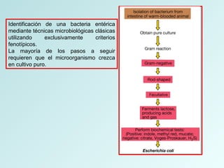 Identificación de una bacteria entérica
mediante técnicas microbiológicas clásicas
utilizando exclusivamente criterios
fenotípicos.
La mayoría de los pasos a seguir
requieren que el microorganismo crezca
en cultivo puro.
 