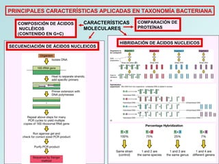 PRINCIPALES CARACTERÍSTICAS APLICADAS EN TAXONOMÍA BACTERIANA
CARACTERÍSTICAS
MOLECULARES
COMPARACIÓN DE
PROTEÍNAS
HIBRIDACIÓN DE ÁCIDOS NUCLEICOS
SECUENCIACIÓN DE ÁCIDOS NUCLEICOS
COMPOSICIÓN DE ÁCIDOS
NUCLÉICOS
(CONTENIDO EN G+C)
 