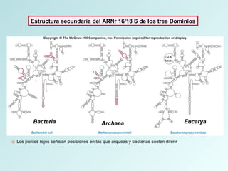 Estructura secundaria del ARNr 16/18 S de los tres Dominios
☺ Los puntos rojos señalan posiciones en las que arqueas y bacterias suelen diferir
Bacteria Archaea Eucarya
 