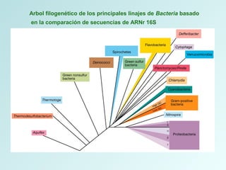 Arbol filogenético de los principales linajes de Bacteria basado
en la comparación de secuencias de ARNr 16S
 