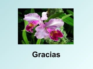 Gracias
 