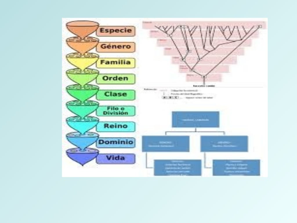 Taxonomia bacteriana ppt