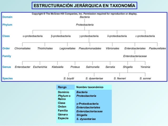 Taxonomia bacteriana ppt
