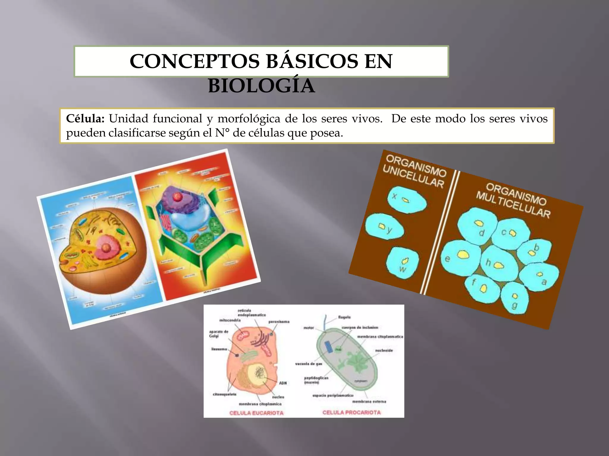 Taxonomia basica y reino monera | PPTX