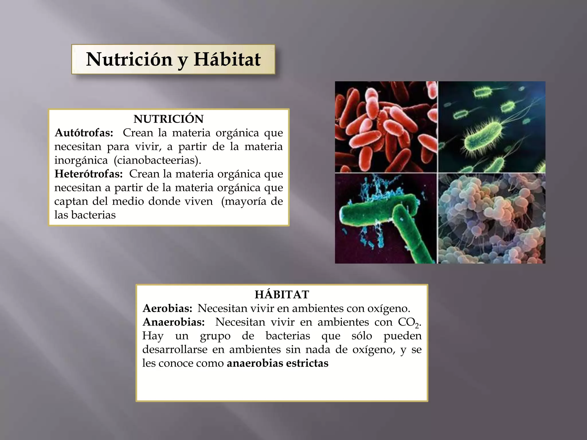 Taxonomia basica y reino monera | PPTX