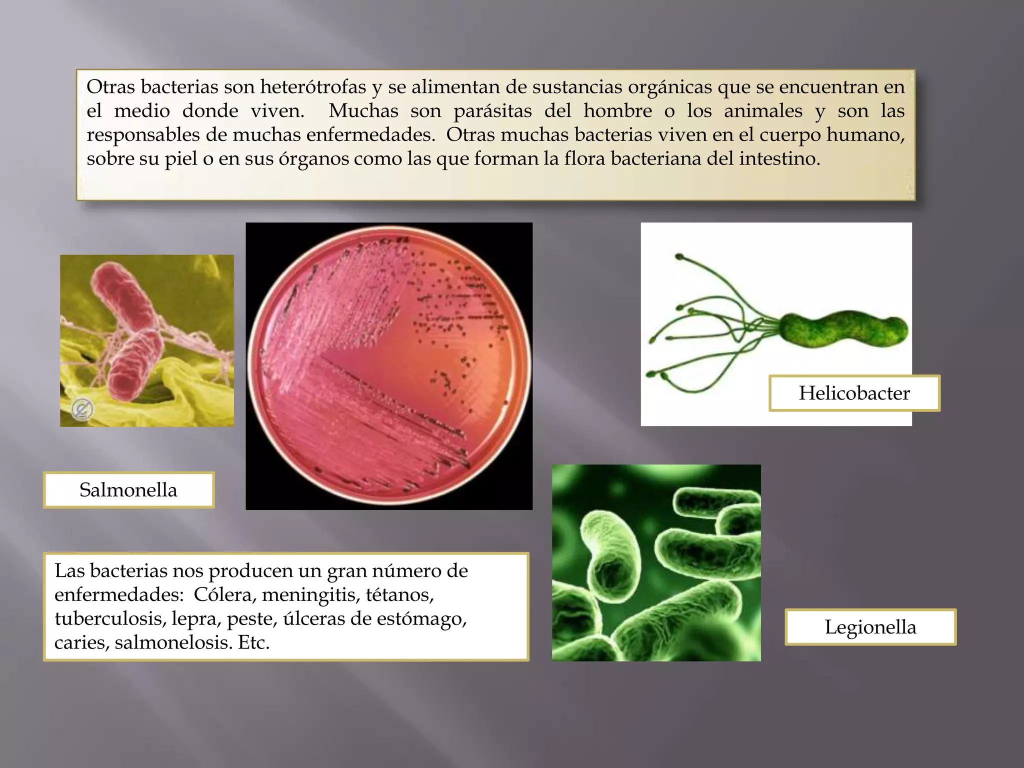 Taxonomia basica y reino monera | PPTX