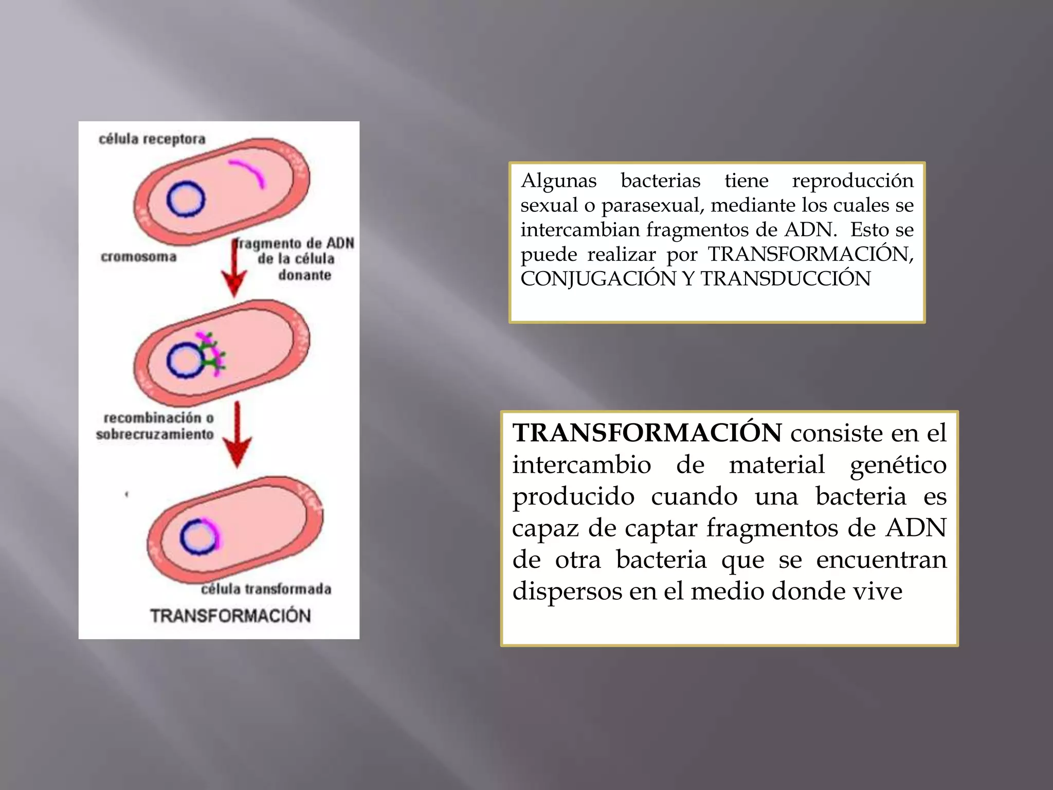 Taxonomia basica y reino monera | PPTX