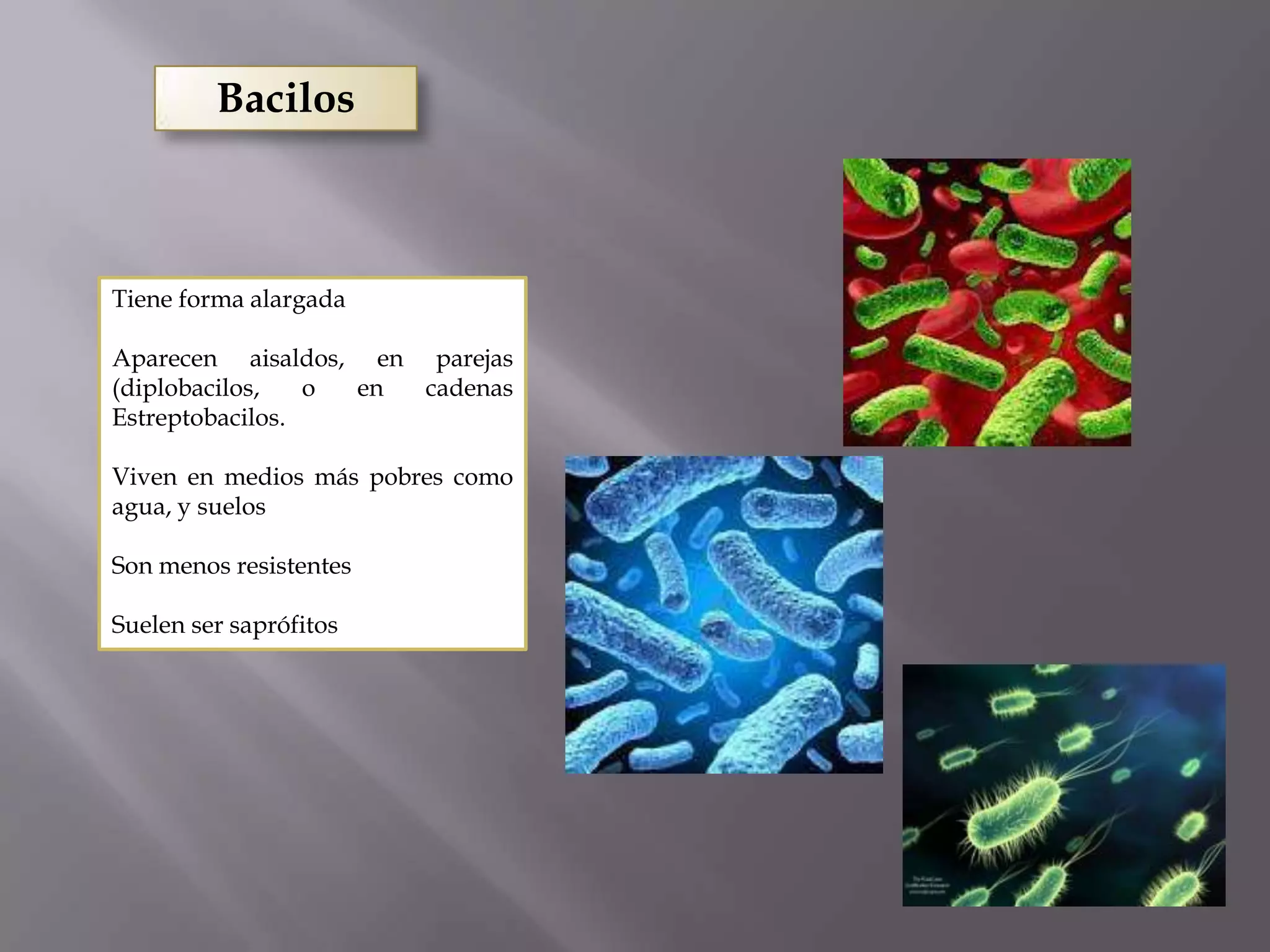 Taxonomia basica y reino monera | PPTX