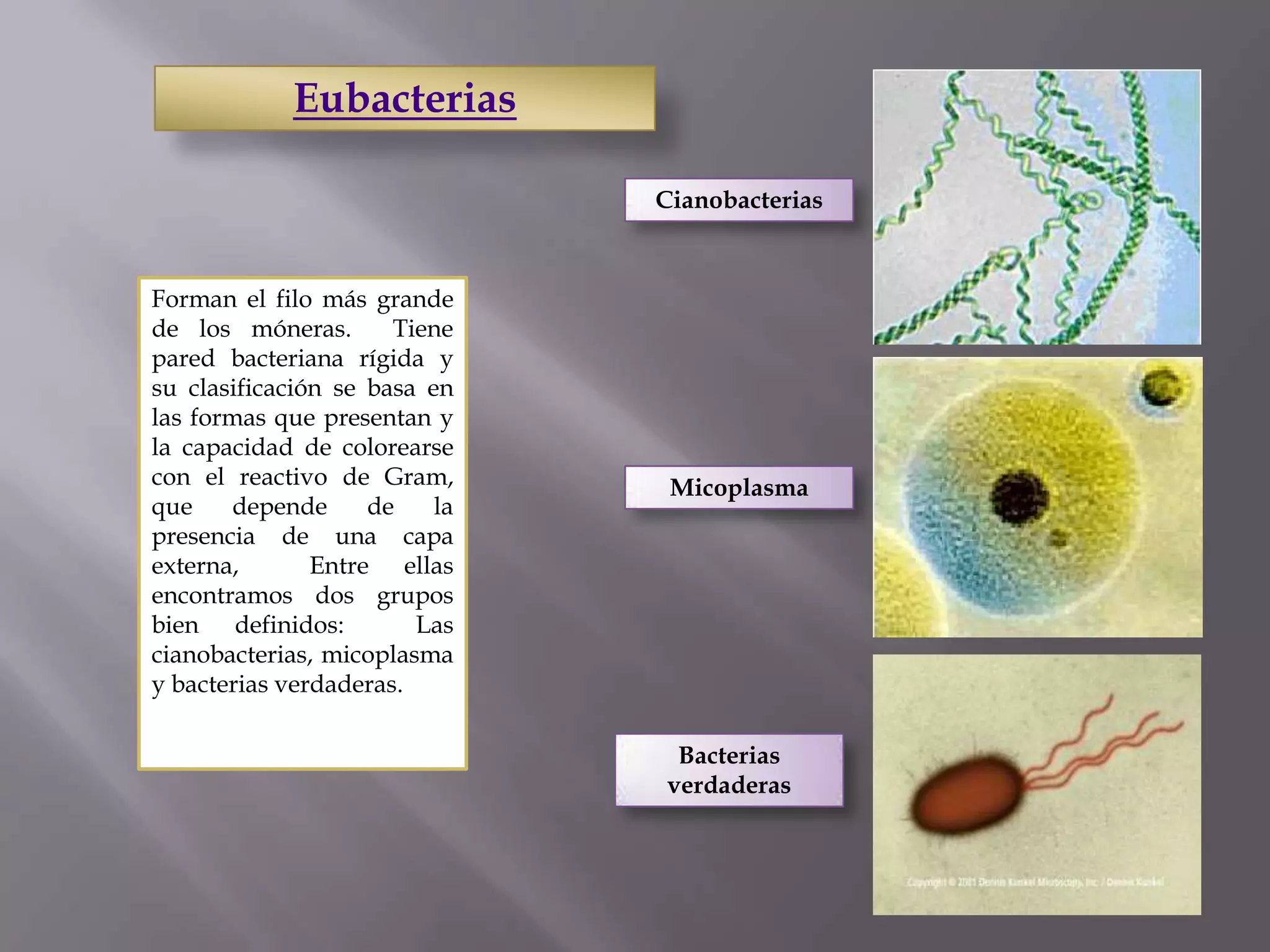 Taxonomia basica y reino monera | PPTX