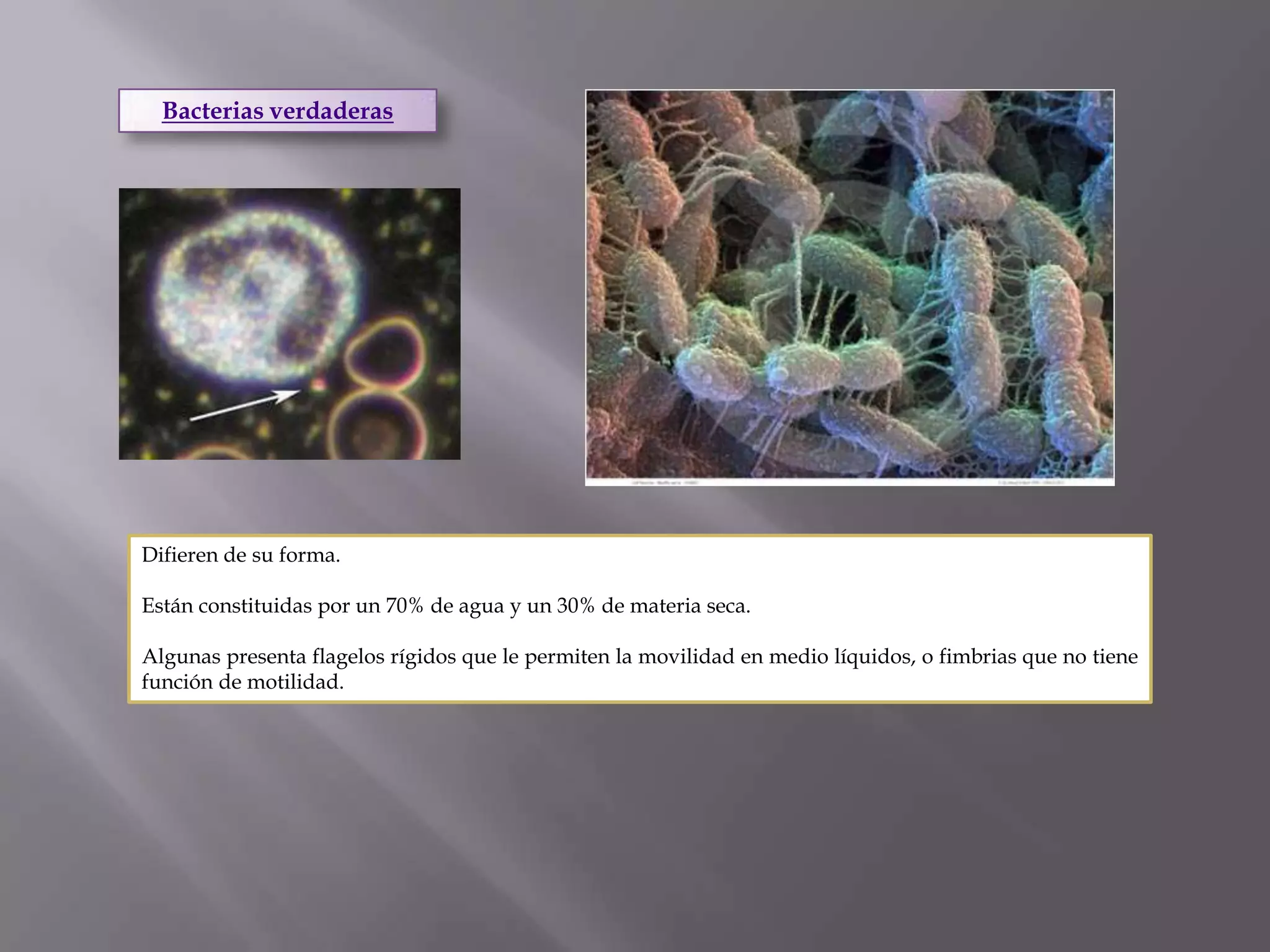 Taxonomia basica y reino monera | PPTX