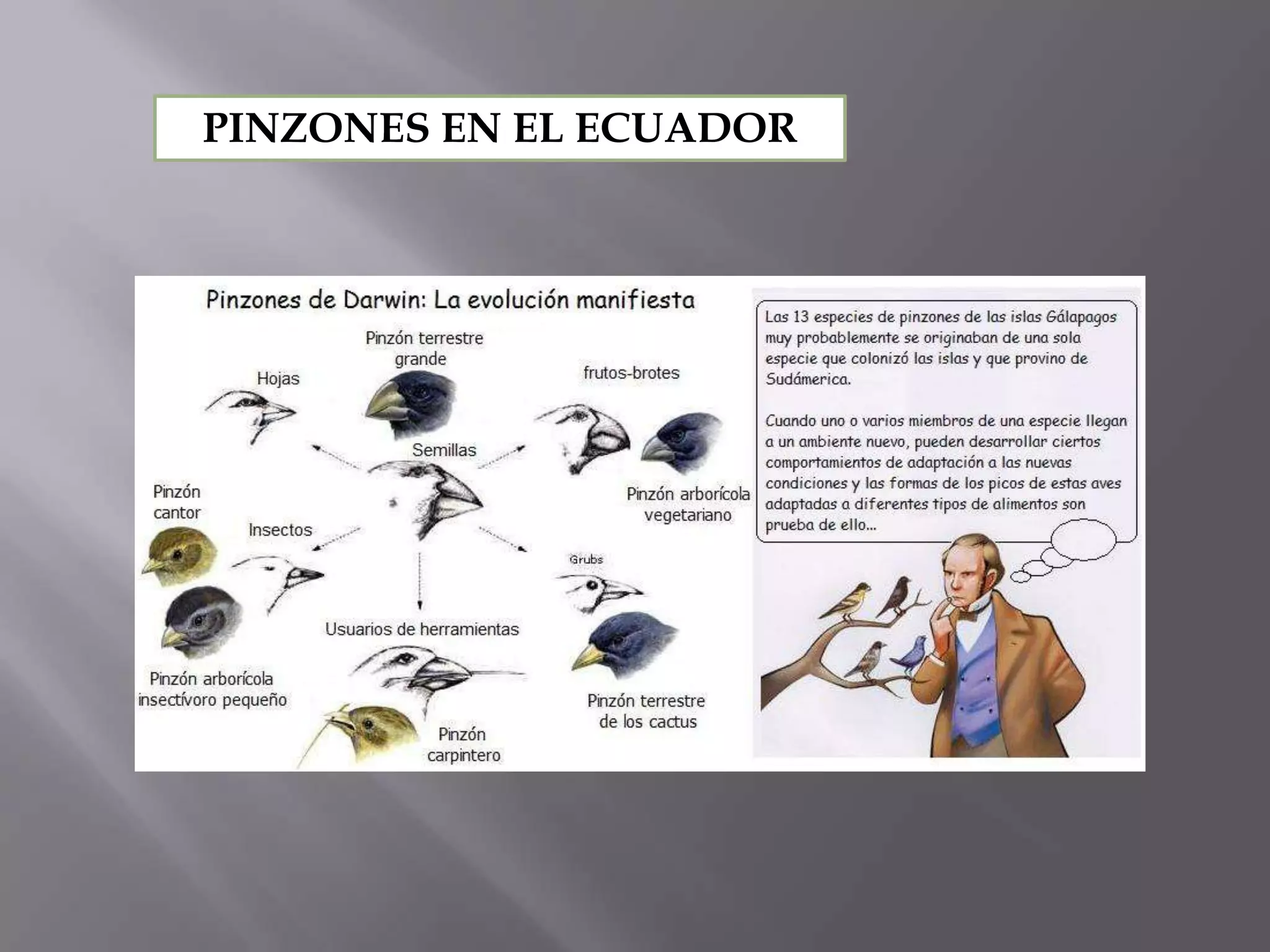 Taxonomia basica y reino monera | PPTX