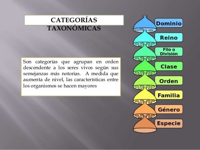 Taxonomia Basica Y Reino Monera