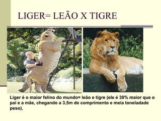 LIGER= LEÃO X TIGRE
Liger é o maior felino do mundo= leão e tigre (ele é 30% maior que o
pai e a mãe, chegando a 3,5m de comprimento e meia toneladade
peso).
 