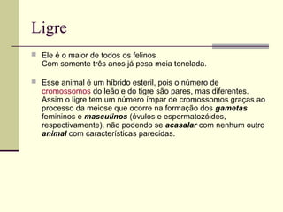 Ligre
 Ele é o maior de todos os felinos.
Com somente três anos já pesa meia tonelada.
 Esse animal é um híbrido esteril, pois o número de
cromossomos do leão e do tigre são pares, mas diferentes.
Assim o ligre tem um número ímpar de cromossomos graças ao
processo da meiose que ocorre na formação dos gametas
femininos e masculinos (óvulos e espermatozóides,
respectivamente), não podendo se acasalar com nenhum outro
animal com características parecidas.
 