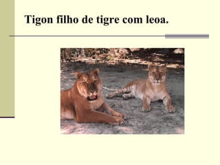 Tigon filho de tigre com leoa.
 