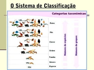 O Sistema de Classificação
 