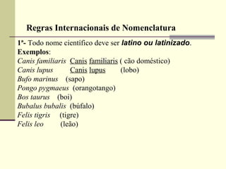 1ª- Todo nome científico deve ser latino ou latinizado.
Exemplos:
Canis familiaris Canis familiaris ( cão doméstico)
Canis lupus Canis lupus (lobo)
Bufo marinus (sapo)
Pongo pygmaeus (orangotango)
Bos taurus (boi)
Bubalus bubalis (búfalo)
Felis tigris (tigre)
Felis leo (leão)
Regras Internacionais de Nomenclatura
 