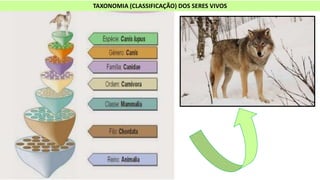 TAXONOMIA (CLASSIFICAÇÃO) DOS SERES VIVOS
 