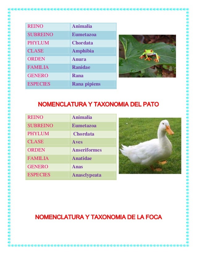 Taxonomia de animales y vegetales