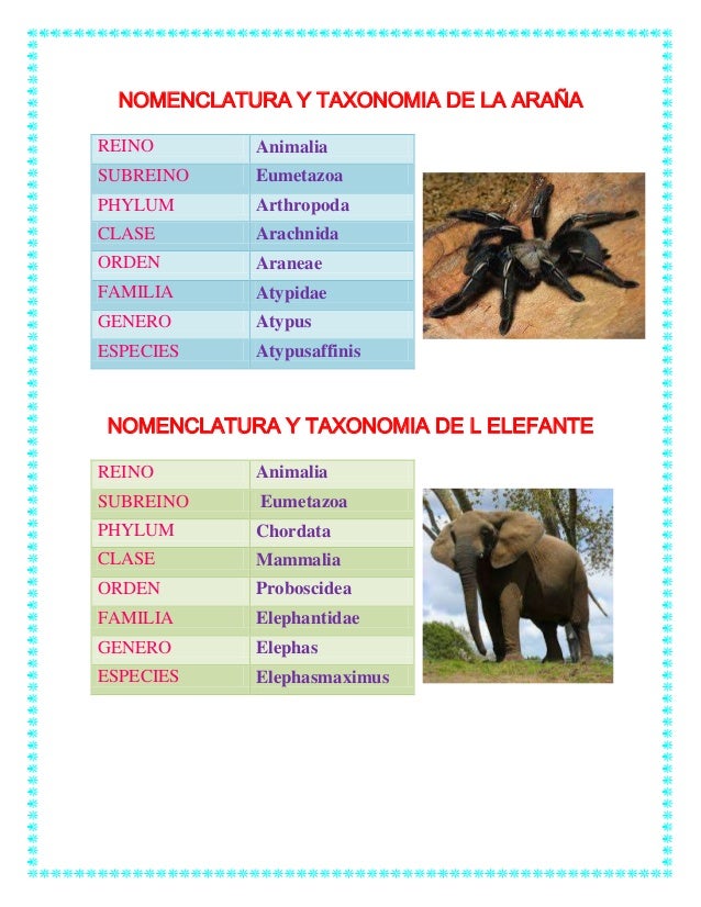 Taxonomia de animales y vegetales