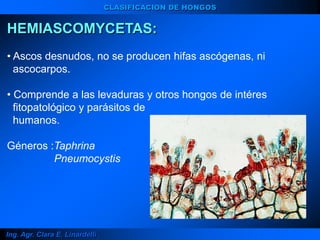 Ing. Agr. Clara E. Linardelli
HEMIASCOMYCETAS:
• Ascos desnudos, no se producen hifas ascógenas, ni
ascocarpos.
• Comprende a las levaduras y otros hongos de intéres
fitopatológico y parásitos de
humanos.
Géneros :Taphrina
Pneumocystis
CLASIFICACION DE HONGOS
 