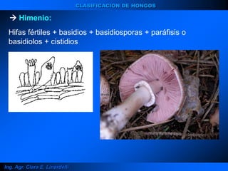 Ing. Agr. Clara E. Linardelli
CLASIFICACION DE HONGOS
 Himenio:
Hifas fértiles + basidios + basidiosporas + paráfisis o
basidiolos + cistidios
 