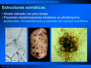Ing. Agr. Clara E. Linardelli
CLASIFICACION DE HONGOS
Estructuras somáticas
• Micelio tabicado con poro simple
• Presentan transformaciones miceliares en plecténquima:
esclerocios, microesclerocios y paredes de cuerpos fructíferos.
 
