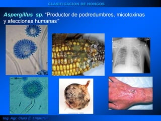 Ing. Agr. Clara E. Linardelli
CLASIFICACION DE HONGOS
Aspergillus sp. “Productor de podredumbres, micotoxinas
y afecciones humanas”
 