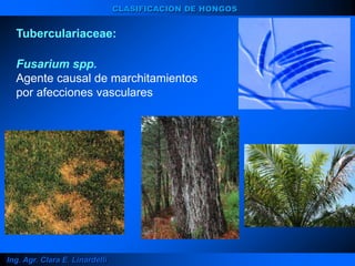 Ing. Agr. Clara E. Linardelli
CLASIFICACION DE HONGOS
Tuberculariaceae:
Fusarium spp.
Agente causal de marchitamientos
por afecciones vasculares
 