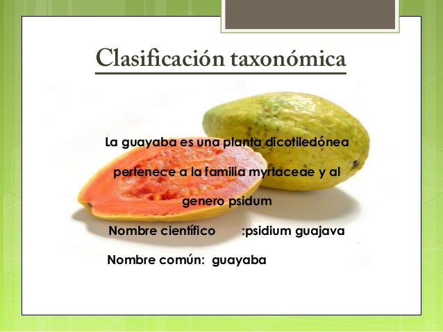 Resultado de imagen para guayaba categoria taxonomica