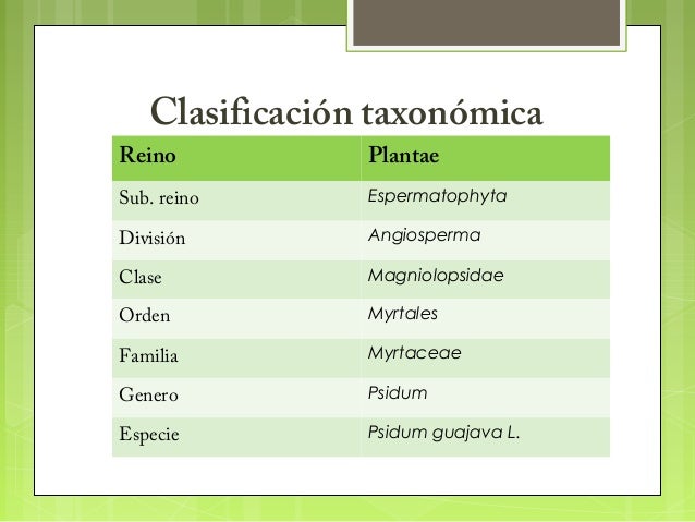 Resultado de imagen para TAXONOMIA DE LA GUANABANA