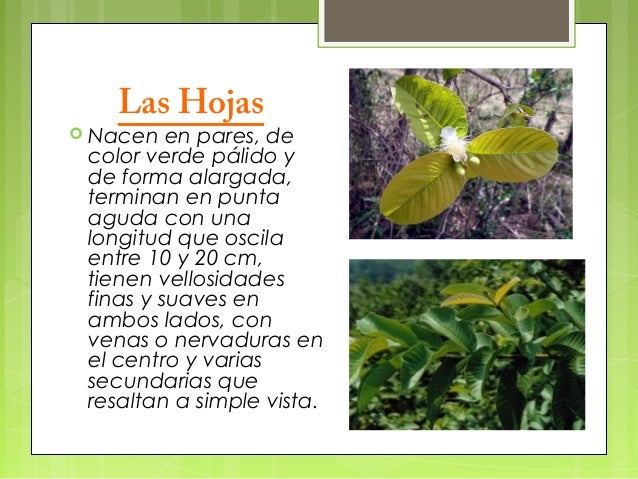 Taxonomia de la guayaba