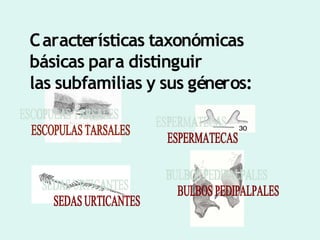 Taxonomia De Las Tarantulas Pwp