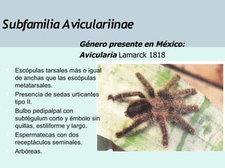 Taxonomia De Las Tarantulas Pwp