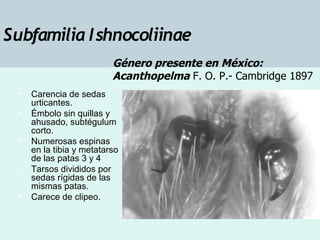 Taxonomia De Las Tarantulas Pwp