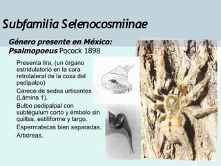 Taxonomia De Las Tarantulas Pwp