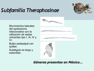 Taxonomia De Las Tarantulas Pwp