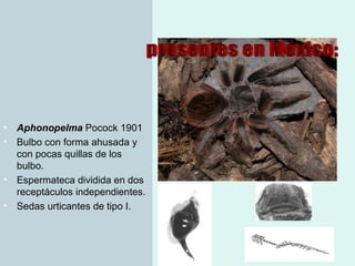 Taxonomia De Las Tarantulas Pwp